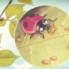 Prendersi cura di una coccinella