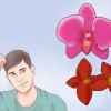 Prendersi cura di un'orchidea in casa