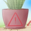 Prendersi cura di una sansevieria
