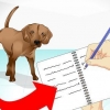 Prendersi cura di un cane malato