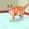 Impedire al tuo gatto di fare pipì in casa