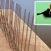 Impedisci agli uccelli di nidificare