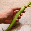 Preparazione del wasabi