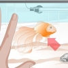 Curare l'idropisia nel pesce rosso