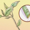 Weigela di potatura