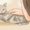 Sapere se il tuo gatto sta morendo