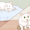 Sapere quando il tuo gatto è malato