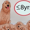 Sapere quando smettere di allevare un cane femmina