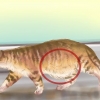 Diagnosi di vermi in un gatto