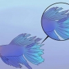 Cura il pesce beta malato