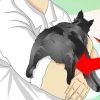 Controlla se un gatto è stato castrato