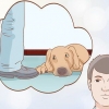 Controlla se il tuo cane è depresso