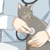 Controlla se il tuo gatto è depresso
