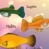 Controlla se il tuo pesce è incinta