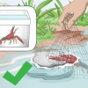 Conservazione dei gamberi d'acqua dolce