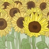 Essiccare i girasoli