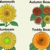 Girasoli in crescita
