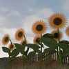 Raccolta dei semi di girasole