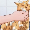 Fai in modo che il tuo gatto tolleri un bagno