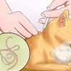 Impedisci al tuo gatto di vomitare