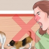 Fai smettere di litigare i tuoi due cani