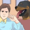 Prendersi cura di un cucciolo di rottweiler