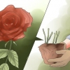 Elimina le macchie nere sulle rose