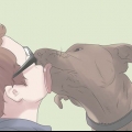 Apparentemente adorabile