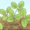 Potatura di piante di fragole