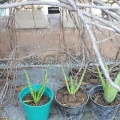 Piante di aloe vera