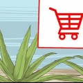 Coltivare e utilizzare l'aloe vera per scopi medicinali