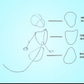Disegnando ariele
