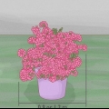 Potatura delle azalee