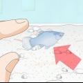 Prendersi cura del pesce plastilina