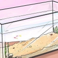 Aiuta i piccoli guppy a crescere