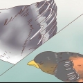 Identificazione degli uccellini
