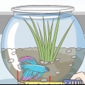 Determinare quanti anni ha un pesce betta