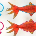 Determinare se un pesce rosso è incinta