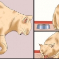 Come determinare se un gatto ha la rabbia