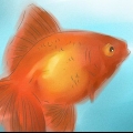 Determinare se il tuo pesce rosso è maschio o femmina