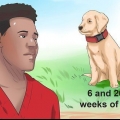 Determinare se il tuo cane ha parvo