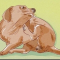 Determinare se il tuo cane ha le pulci