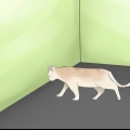 Determinare se il tuo gatto è cieco
