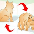 Determinare se il tuo gatto è in sovrappeso