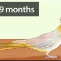 Determinare se il tuo cockatiel è un maschio o una femmina