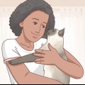 Decidere se un gatto siamese è giusto per te