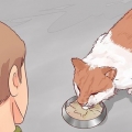 Decidere se far addormentare il tuo gatto