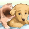 Come disimparare a mordere in un cucciolo