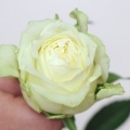 Dipingere fiori