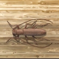 Combattere lo scarabeo dal corno lungo